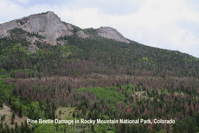 Pine beetle damage in Rocky Mountain National Park, Colorado