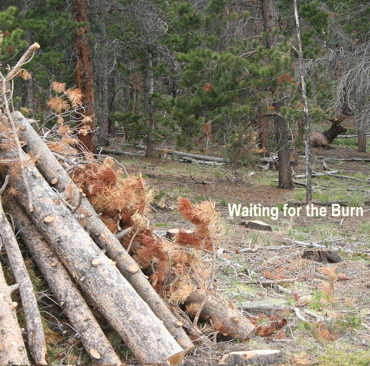Burn trees inested by pine beetles. Protect trees with Verbenone